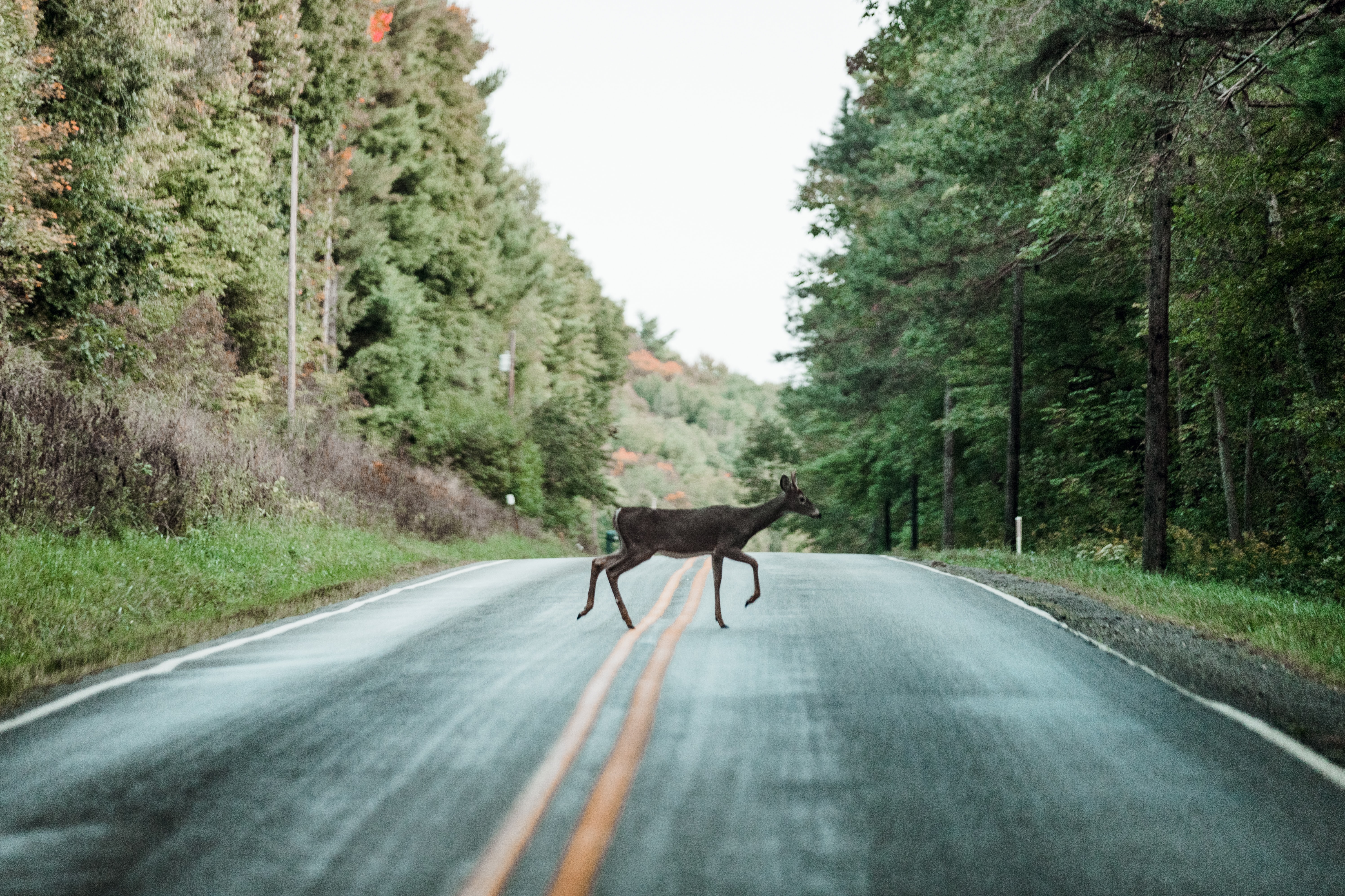 What to Do If You Hit a Deer with Your Rental Car